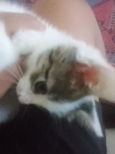 кошки манчкины: Котёнок домашний, короткошёрстный. Окрас: белый с табби-пятнами на — 1