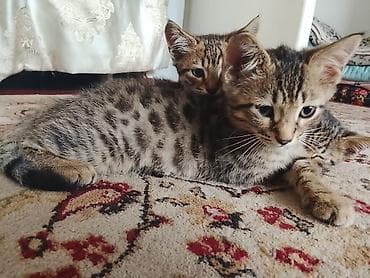 Бенгальская, 2 месяца, Мальчик, Проглистована