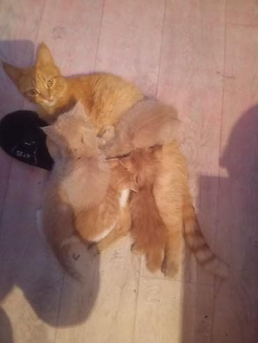 котята кант: Рыжие котята от домашней кошки - Окрас: разные оттенки рыжего, есть — 3