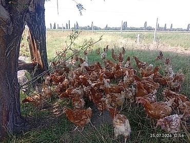 плимутрок куры: Продаю | Куры | Несушки — 4
