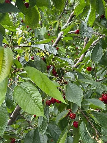 вишня ягода: 🍒 Продаётся крупная, качественная черешня! ✔️ Очень большие плоды — 5