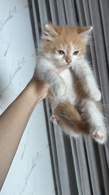 Кошки: Беспородная, 2 месяца, Мальчик, Биколор, Приучена к лотку — 6