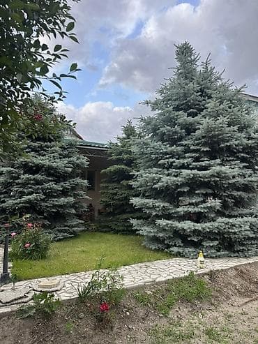 used bed: 🌲 Продаются голубые ели 4–5 метров 🌲 Продаем взрослые голубые ели — 1
