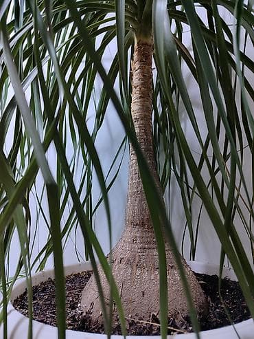 гул: Нолина, Бакарнея Продаю шикарное комнатное, офисноедля ресторанов и — 3