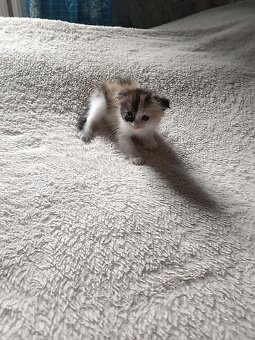 акти: Шотландские вислоухие котята (Scottish Fold) - Возраст: малышня — 1