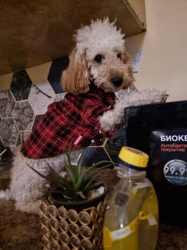 Пудель, 7 месяцев, Самец