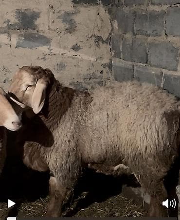 сибирская дымчатая кошка: Продаю | Баран (самец) | Для разведения — 2