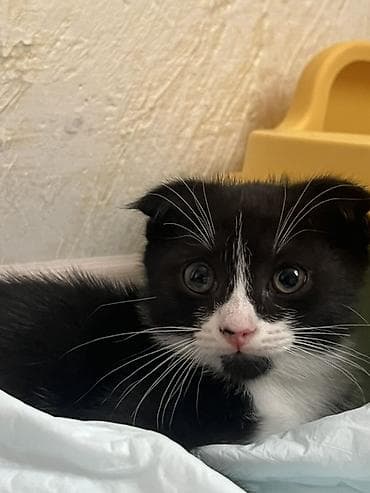 Котята, домашние. - Окрас: черно-белые «смокинги» и полностью — 3