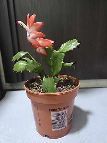 декабрис: Декабрист оранжевый на подвое кактуса + калатея украшенная (два — 3