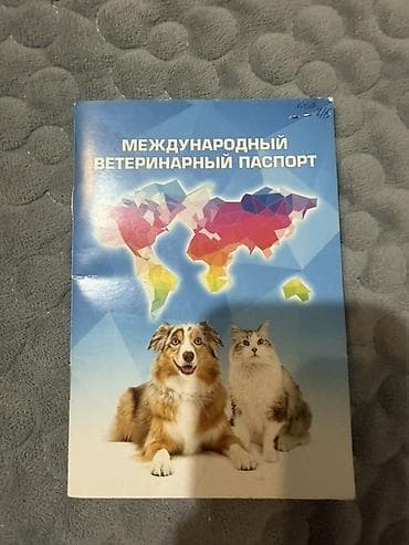 охотничи собака: Сибирский хаски с выразительными голубыми глазами и классическим — 6