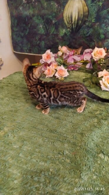 куда можно отдать собаку в бишкеке: Бенгальская, 2 месяца, Девочка — 25