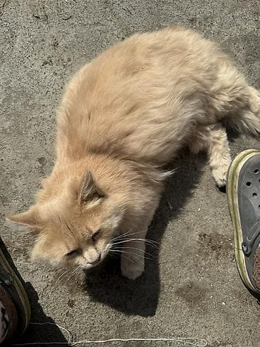 кошки на обувь: Пушистый кремовый кот с длинной шерстью и пышным хвостом. Окрас теплый — 2