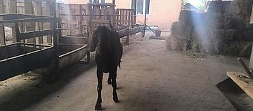 кой эдилбай: Продаю | Коза (самка) | Нубийская | Для разведения — 5