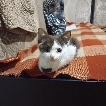 отдам даром котенка бишкек: Кошка даром: Беспородная, Мальчик — 1