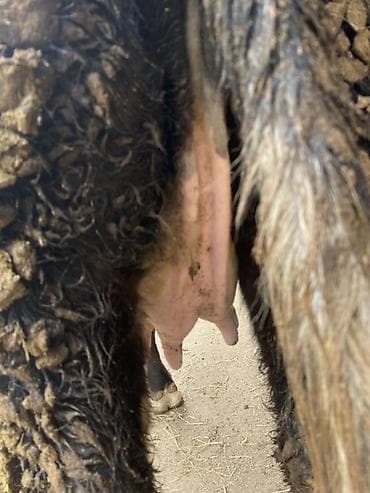 чөп сатылат: Сатам | Уй (ургаачы) | Көбөйтүү үчүн | Байланган — 5