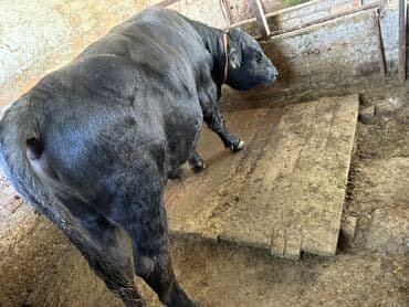котята в добрые руки: Продаю | Бык (самец) | На откорм | Привязанные — 3