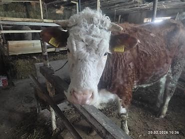 Башка жаныбарлар: Сатам | Уй (ургаачы) | Монбельярд | Сүт алуу үчүн — 2