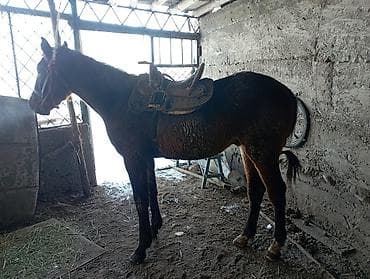 кон: Продаю | Жеребец | Полукровка | Конный спорт | Племенные — 1