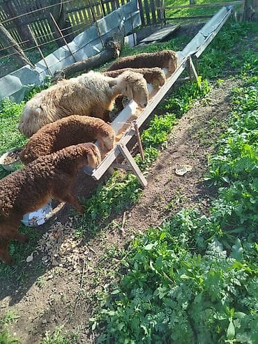 Толка оптом сатам болор басы 11500 Дон кеми жок эки ургачы козу эки