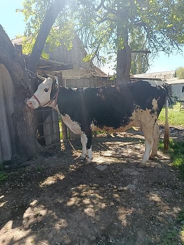 суш для пчел: Продаю | Корова (самка) | Для молока | Стельные — 2