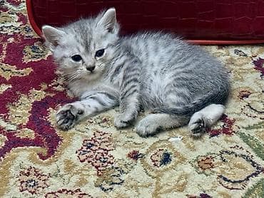 шотландский скоттиш страйт: Скотиш Страйт (Шотландская прямоухая), 2 месяца, Мальчик, Серый, Приучена к лотку — 6