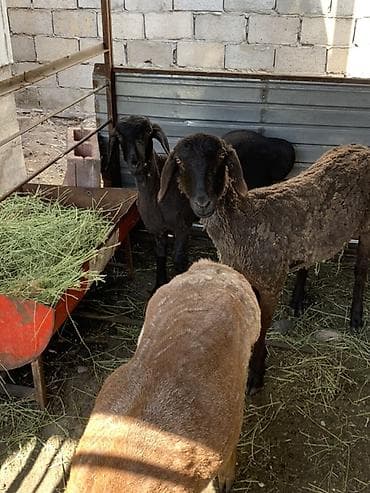 домашняя крыса: Продаю | Баран (самец) | Для разведения | Племенные — 1