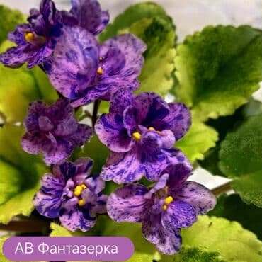 петуния цветы: В продаже детки сортовых мини и полумини фиалок 🌺🌿🌺. Есть черенки — 11