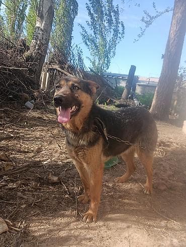 Собака среднего-крупного размера, короткошерстная, окраса чёрно‑рыжего