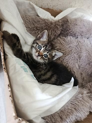 чёрные котята: Отдам в добрые ручки .Котята из одного помёта: тигровые и чёрные — 3
