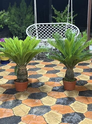Пальмы: Саговник (Cycas revoluta) в горшке. - Декоративное вечнозелёное — 1