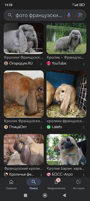 куплю крольчат: Продаю | Крольчата | Для разведения | Племенные — 1