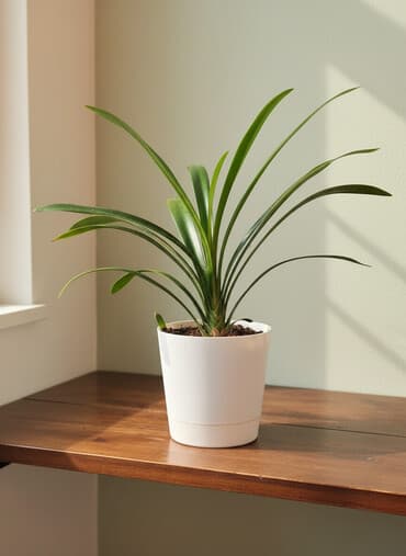 садовые фигуры: Продаю кливию,декабрист и аморалес.По 300 сом за каждый.Нахожусь в — 1