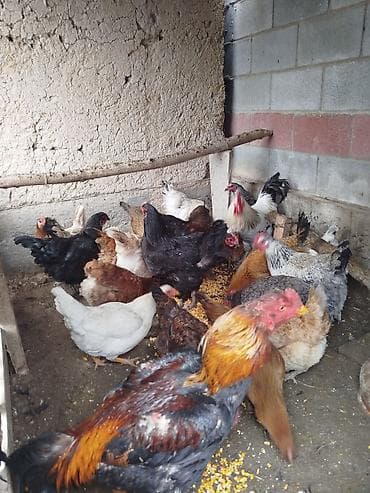 продажа токмок: Тооктор сатылат активный жаш 26 тоок 2 короз бар алмашу жолдору бар — 3