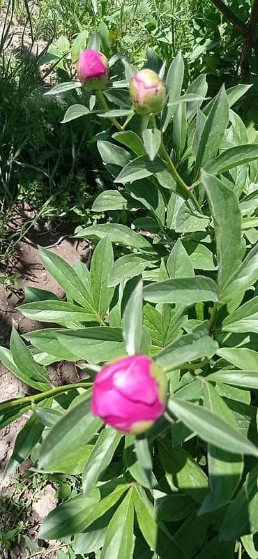 лук продам: Бутоны пионов разных цветов малиновые белые розовые бутоны плотные — 6