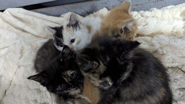 черепаховая кошка цена: Котята разноокрасов на мягком пледе. Описание: - Помёт из нескольких — 1