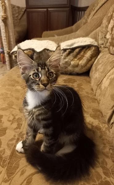 Животные: 🐾🐈 3-х месячные мейн-кунчики готовы стать Вашими.☝️❤️ Прививки будут — 2