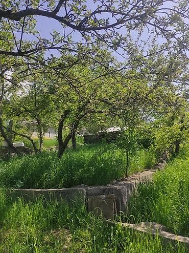 псо джал: Продаю дачу. В хорошем месте. На огороде есть яблони, малины — 1