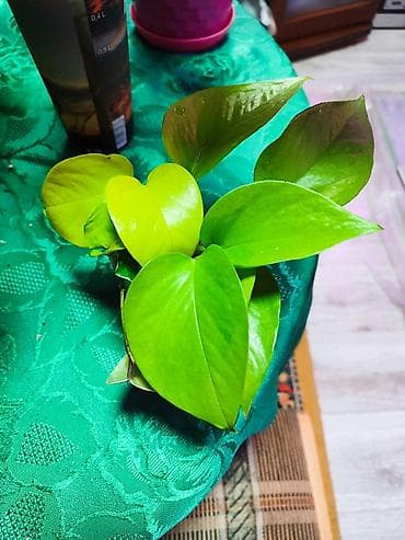 филодендроны: Вместе с полочкой три цветочка 500 монстера и филодендрон в одном — 6