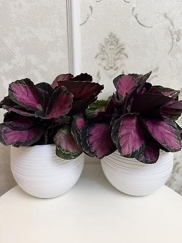розы в горшке: Калатея розеопикта (Calathea roseopicta) в декоративном кашпо. - — 2