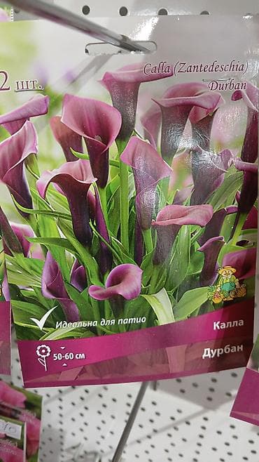 Хоста — набор сортов (по 1 шт. в упаковке) Доступные сорта по — 6