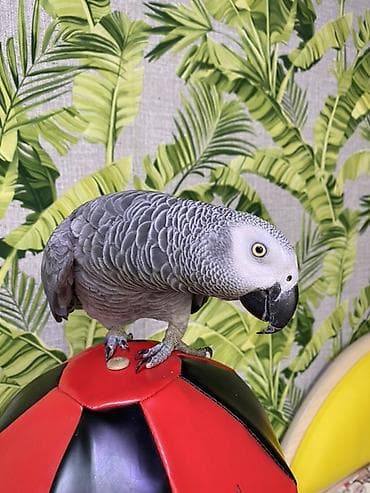 попугай говорящие: Попугай жако (серый африканский) — ручной,разговаривает, подражает — 3