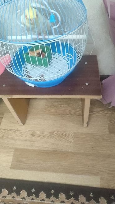 инкубатор автамат: Корелла (нимфа) лимонно‑жёлтого окраса в комплекте с круглой — 3