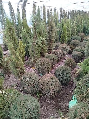 можевельники: Саженцы деревьев: Можжевельники (Арча) — 5