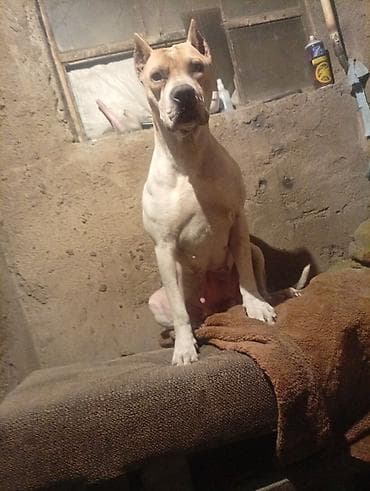 итер: Питбуль, 1 жаш, Ургаачы, Эмделген — 7