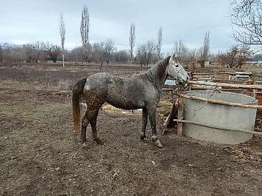 Продаю | Кобыла (самка) at lalafo.kg Продаю | Кобыла (самка)