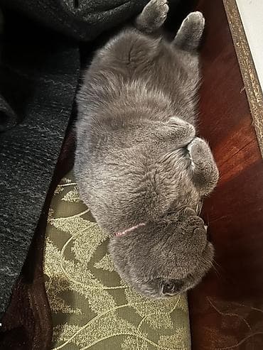 Продажа кошек: Скотиш Фолд (Шотландская вислоухая), 2 года, Девочка, Серый, Приучена к лотку, Проглистована, С прививками — 4