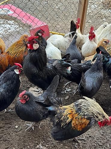 Ветеринар кызматы: Продам карликовых кур бемтамок, Китайский шелк: петушки и курочки — 2