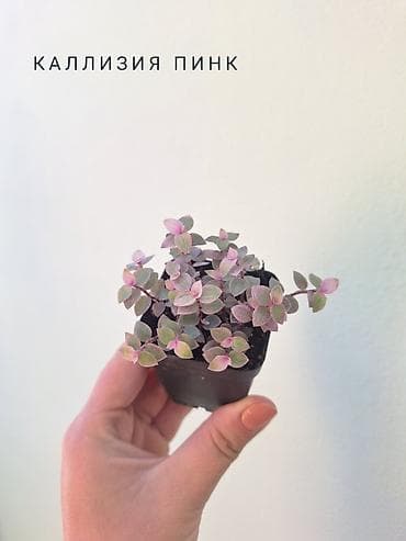 пальма цена: ✨️Комнатные растения по 100 сомов. Названия указаны на фото — 10