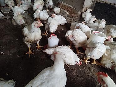 коротколапая кошка: Продаю | Цыплята | Бройлерная | На забой — 2