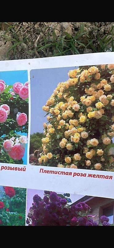 цвети: Кустовые и плетистые розы.50и 180с вьющиеся Роза Ассортимент: - — 10
